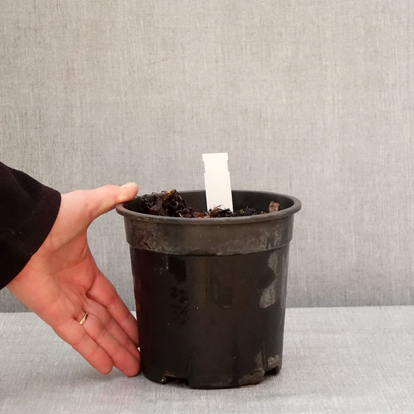 Pulmonaria saccharata Mrs Moon Maceta 2L/3L Ejemplar entregado en invierno