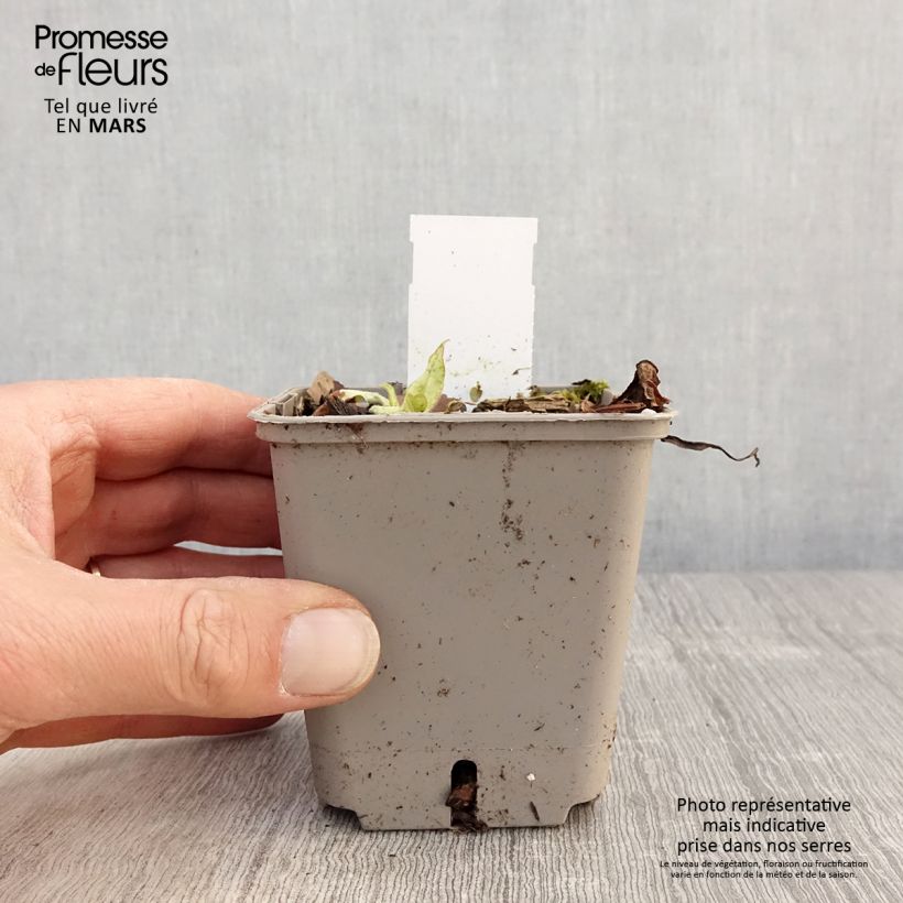 Pulmonaria saccharata Silverado Maceta de 8/9 cm Ejemplar entregado en la primavera