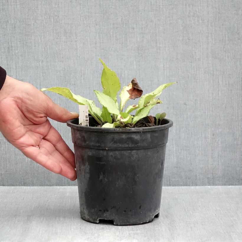 Ejemplar de Pulmonaria Samourai Maceta 2L/3L entregado en otoño