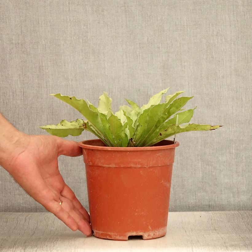 Ejemplar de Pulmonaria Samourai Maceta 2L/3L entregado en verano