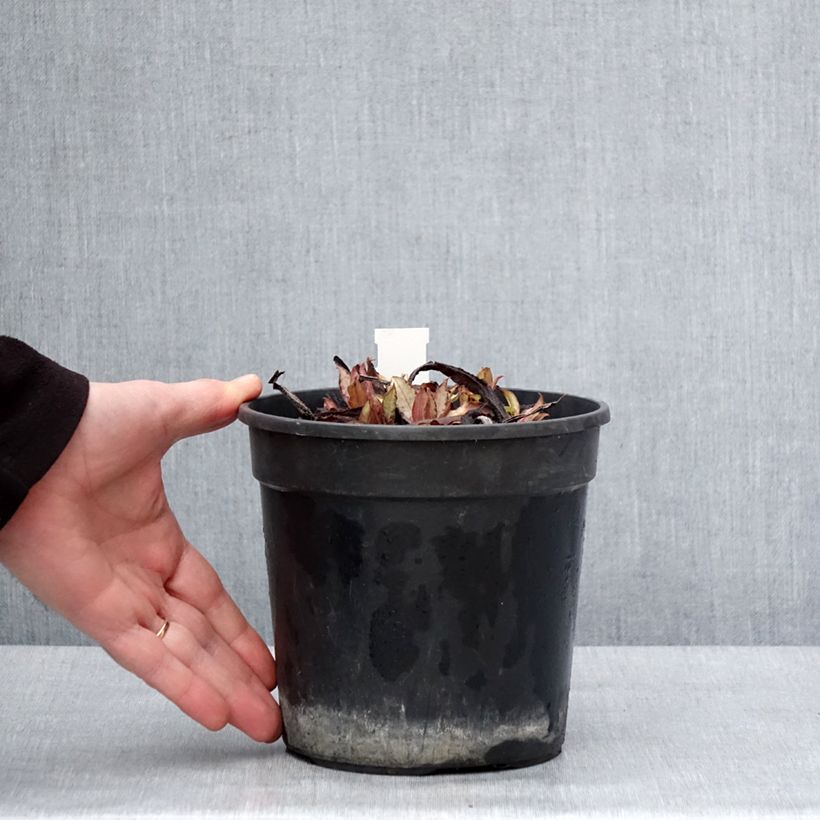 Pulmonaria Samourai Maceta 2L/3L Ejemplar entregado en invierno