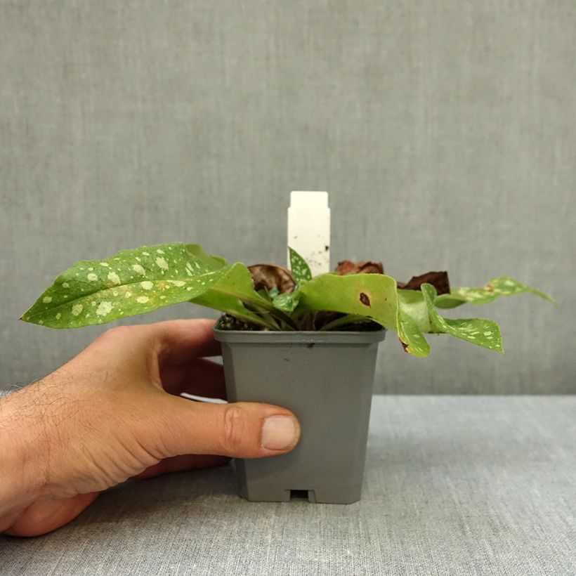 Ejemplar de Pulmonaria Trevi Fountain Maceta de 8/9 cm entregado en otoño