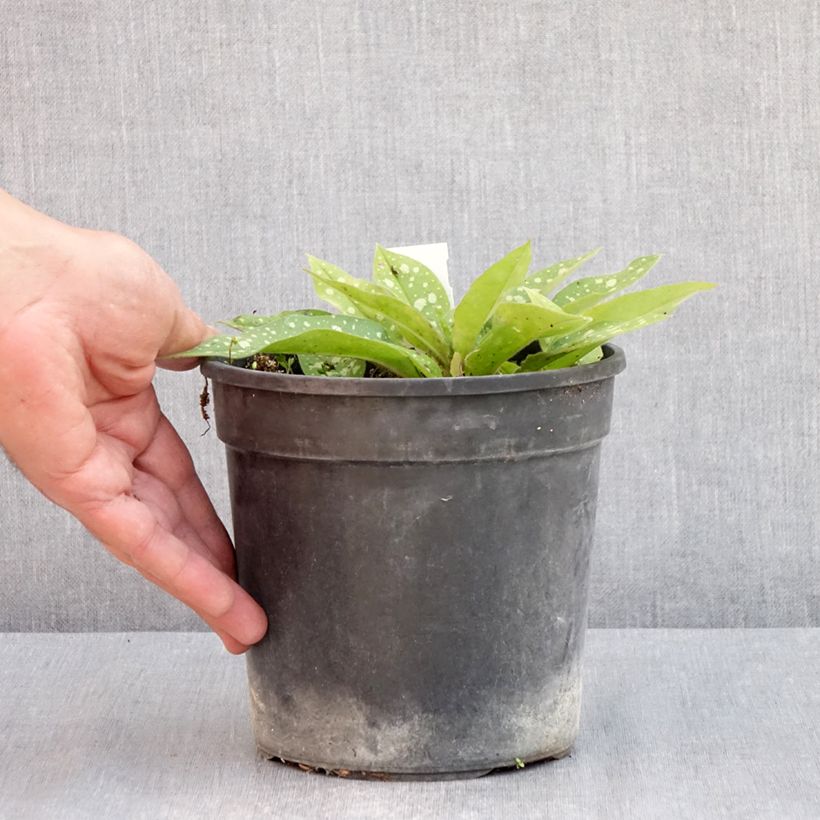 Pulmonaria Trevi Fountain Maceta 2L/3L Ejemplar entregado en la primavera