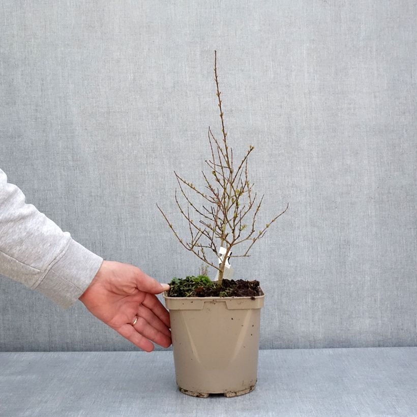 Granada Nana racemosa Maceta 3L/4L Ejemplar entregado en la primavera