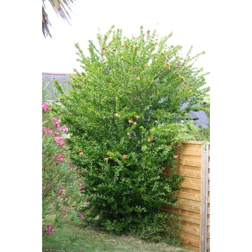 Punica granatum California Sunset - Granado (Porte)