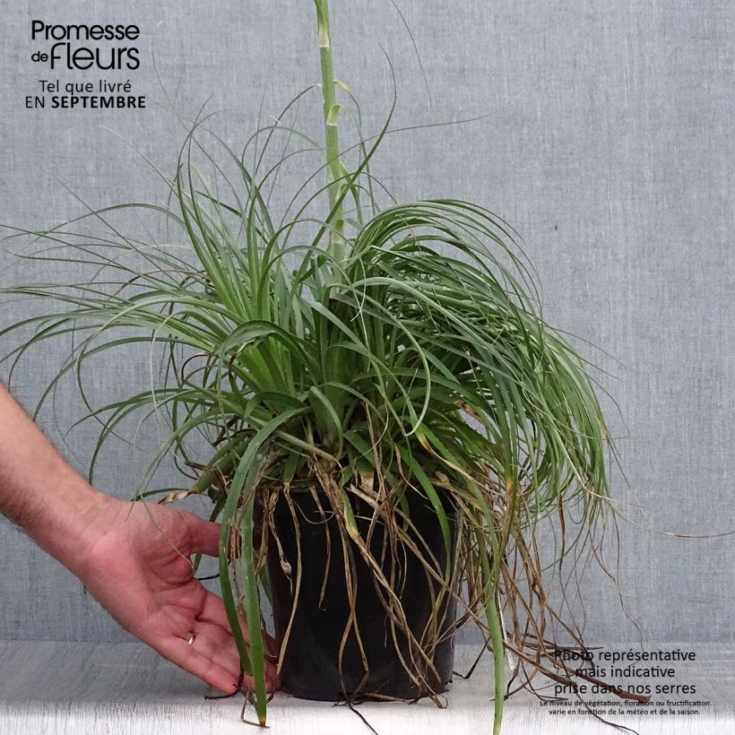 Ejemplar de Puya alpestris Maceta 2L/3L entregado en otoño