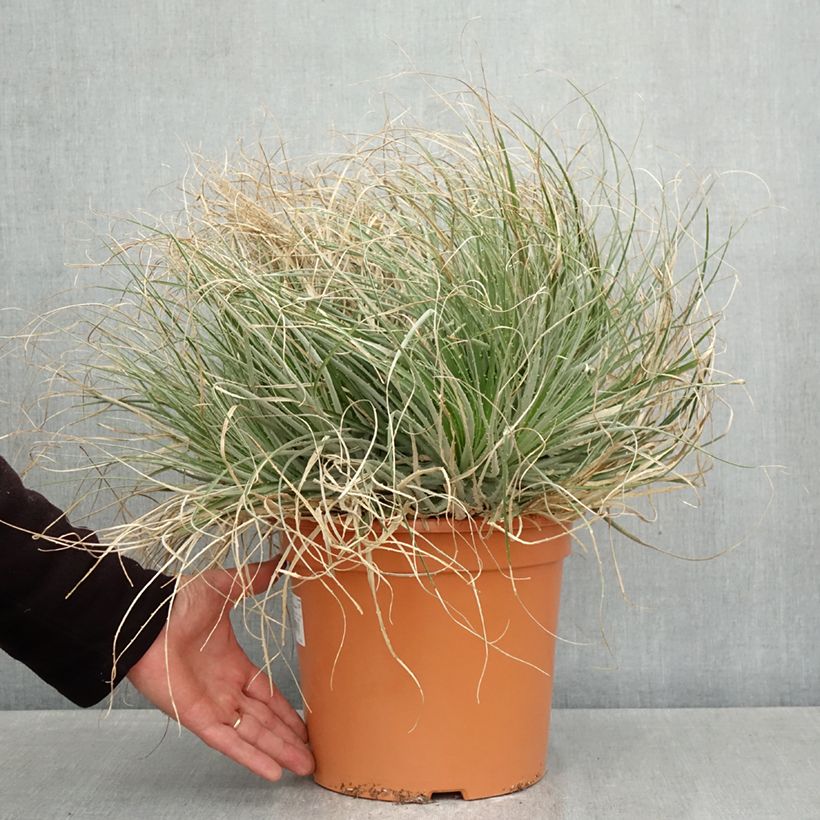 Puya coerulea Violacea Maceta 7,5L/10L Ejemplar entregado en la primavera