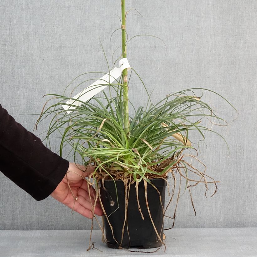 Puya mirabilis Maceta 2L/3L Ejemplar entregado en invierno