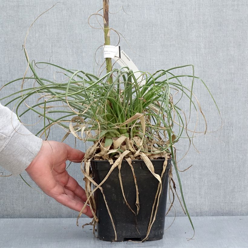 Puya mirabilis Maceta 2L/3L Ejemplar entregado en la primavera