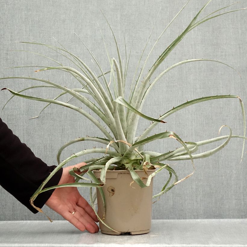 Ejemplar de Puya weberiana Maceta 3L/4L entregado en otoño