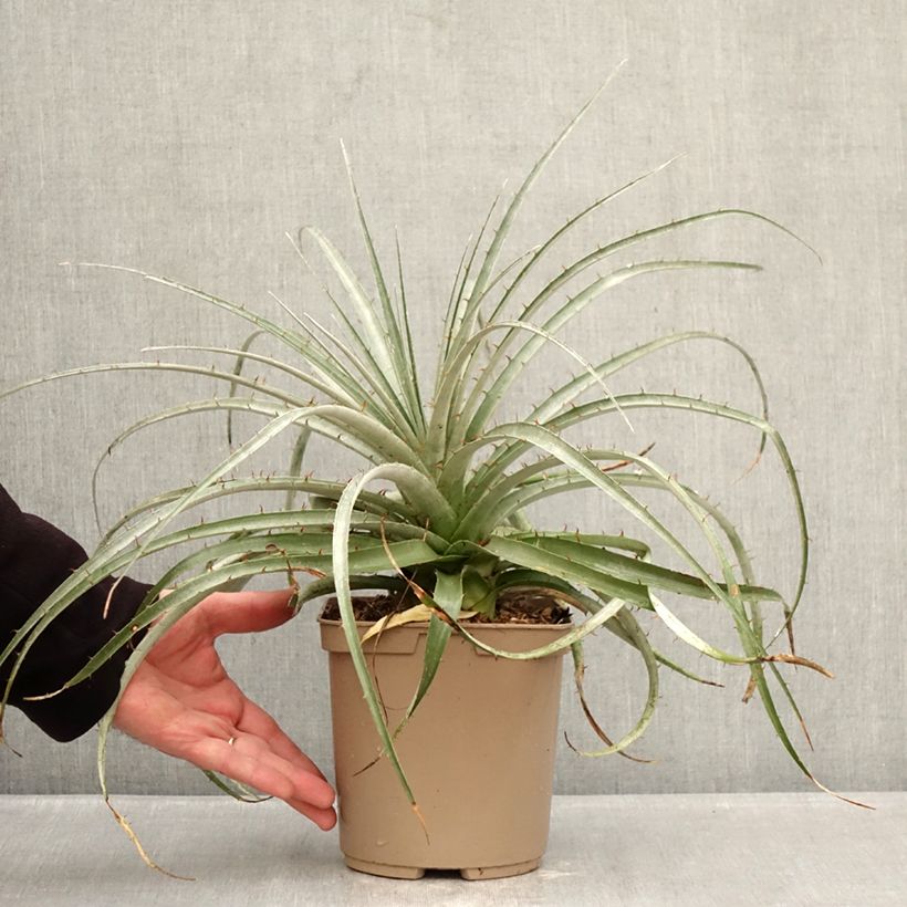 Puya weberiana Maceta 3L/4L Ejemplar entregado en invierno