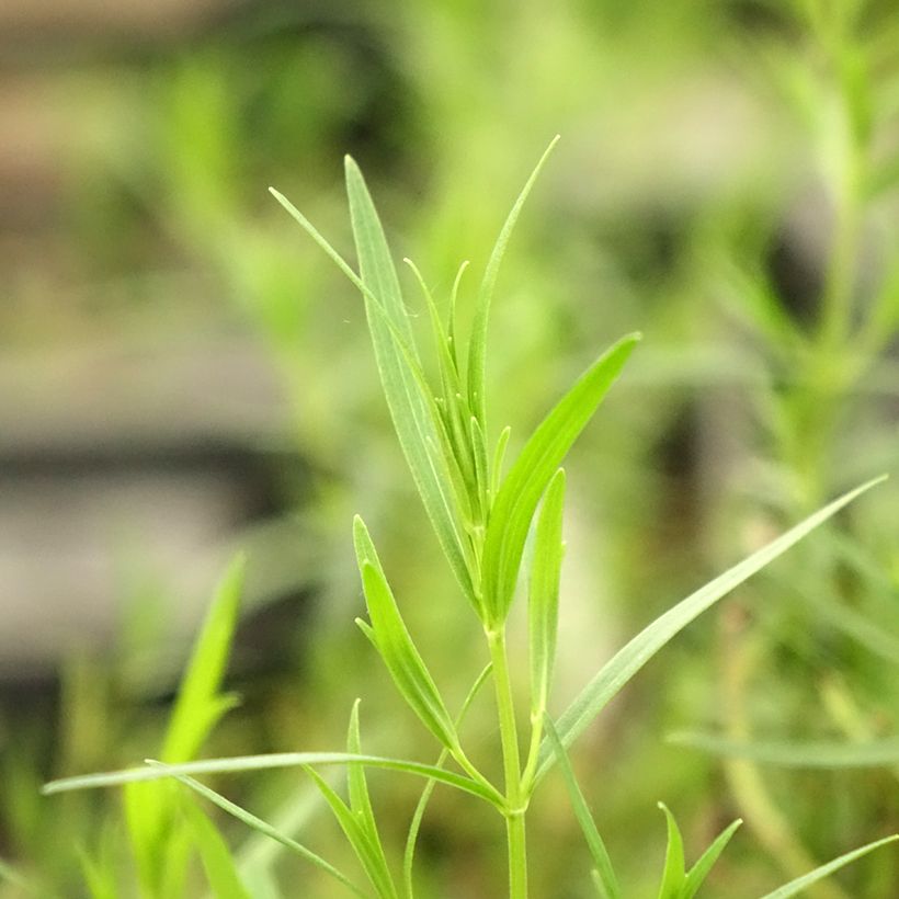 Menta de montaña - Pycnanthemum flexuosum (Follaje)