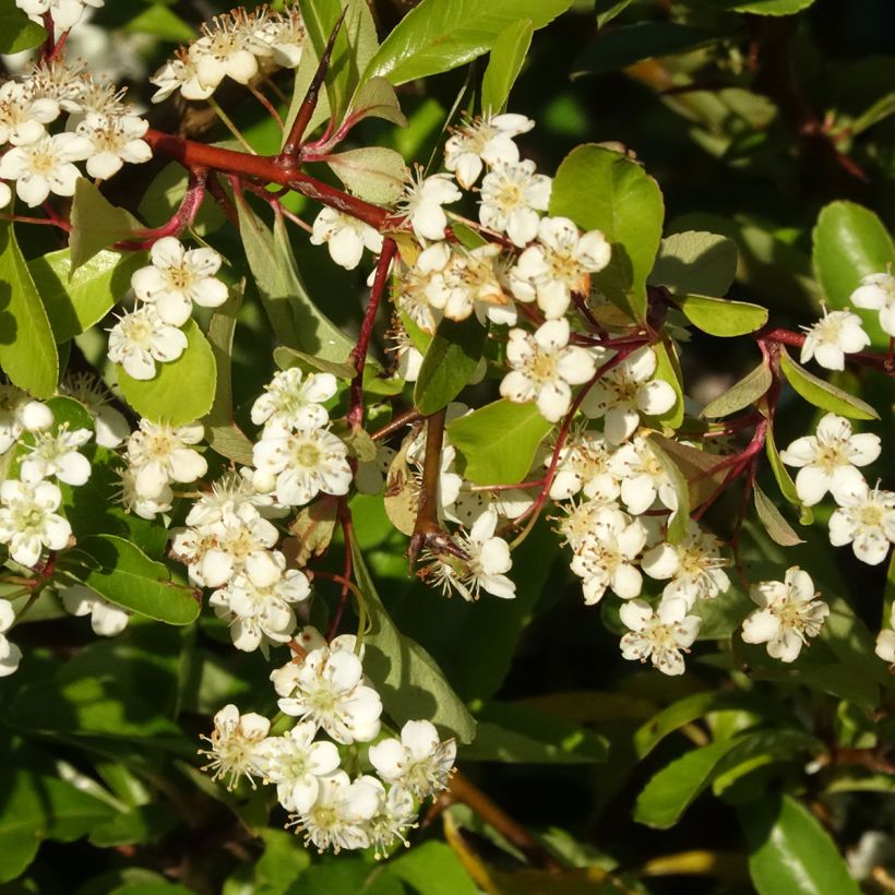 Piracanta coccinea Orange Star (Floración)