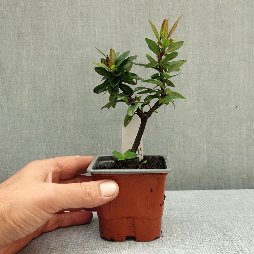 Ejemplar de Piracanta coccinea Orange Star Maceta de 8/9 cm entregado en otoño
