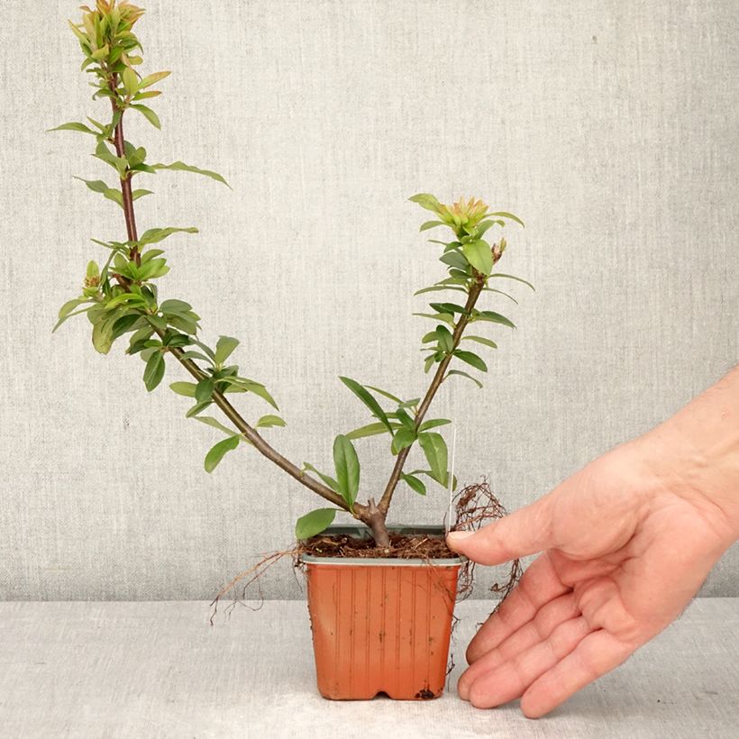 Piracanta coccinea Orange Star Maceta de 8/9 cm Ejemplar entregado en la primavera