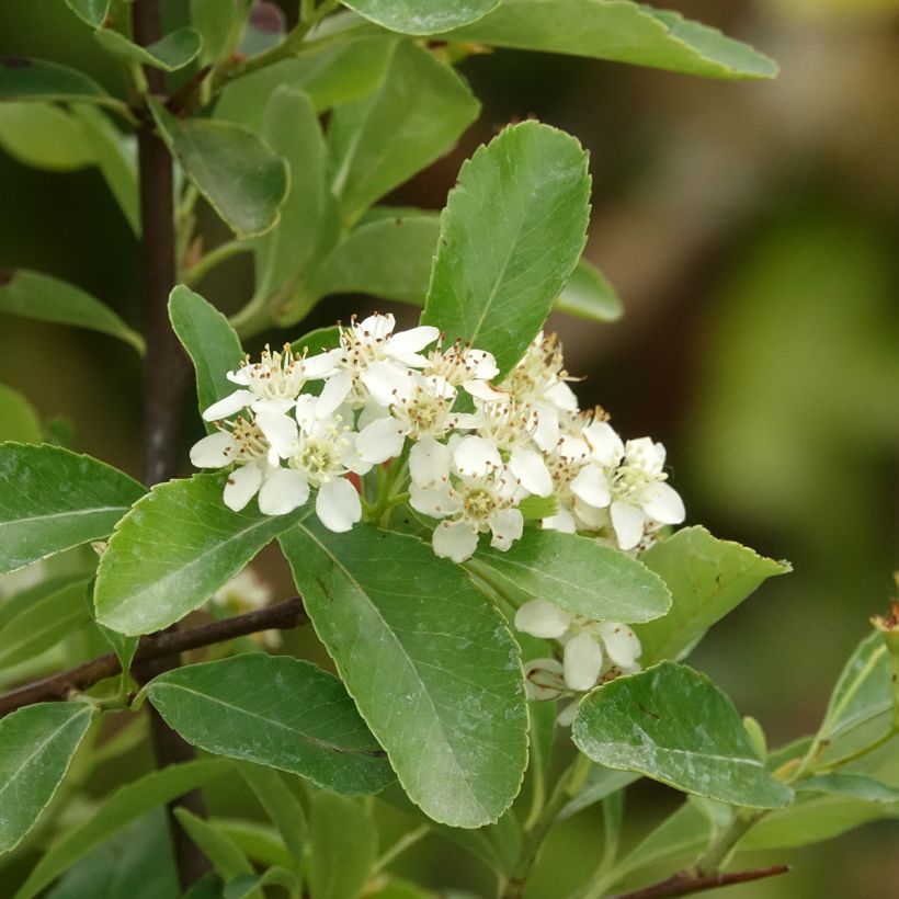 Piracanta SAPHYR Jaune - Espino de fuego (Floración)