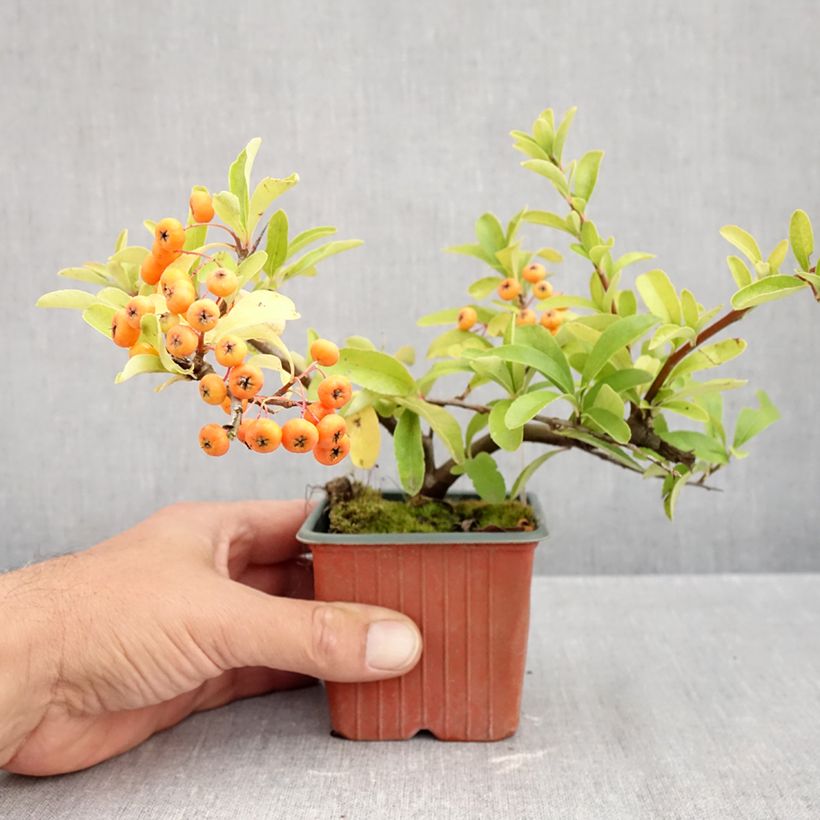 Ejemplar de Piracanta coccinea Sunny Star Maceta de 8/9 cm entregado en otoño