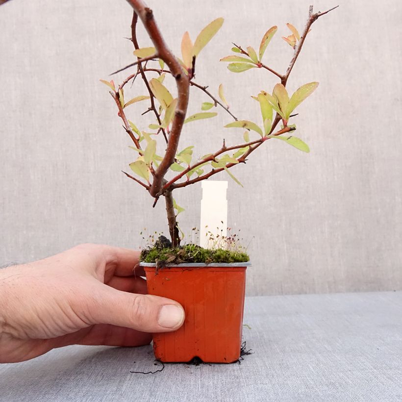 Piracanta coccinea Sunny Star Maceta de 8/9 cm Ejemplar entregado en invierno