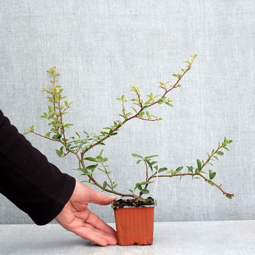 Piracanta coccinea Sunny Star Maceta de 8/9 cm Ejemplar entregado en la primavera