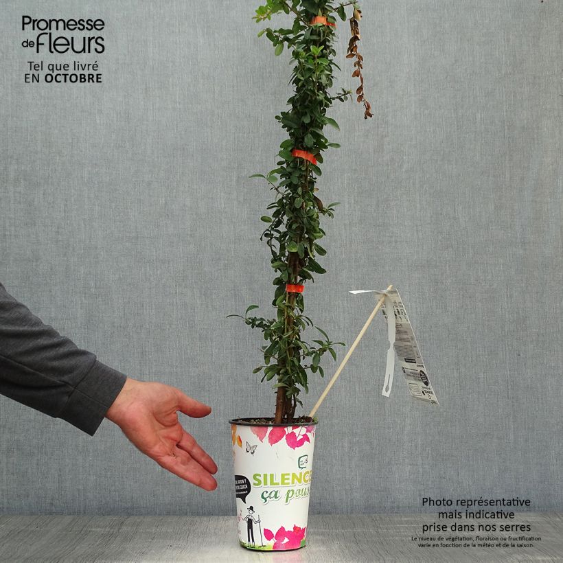 Ejemplar de Piracanta coccinea SAPHYR Orange Maceta 2L/3L entregado en otoño