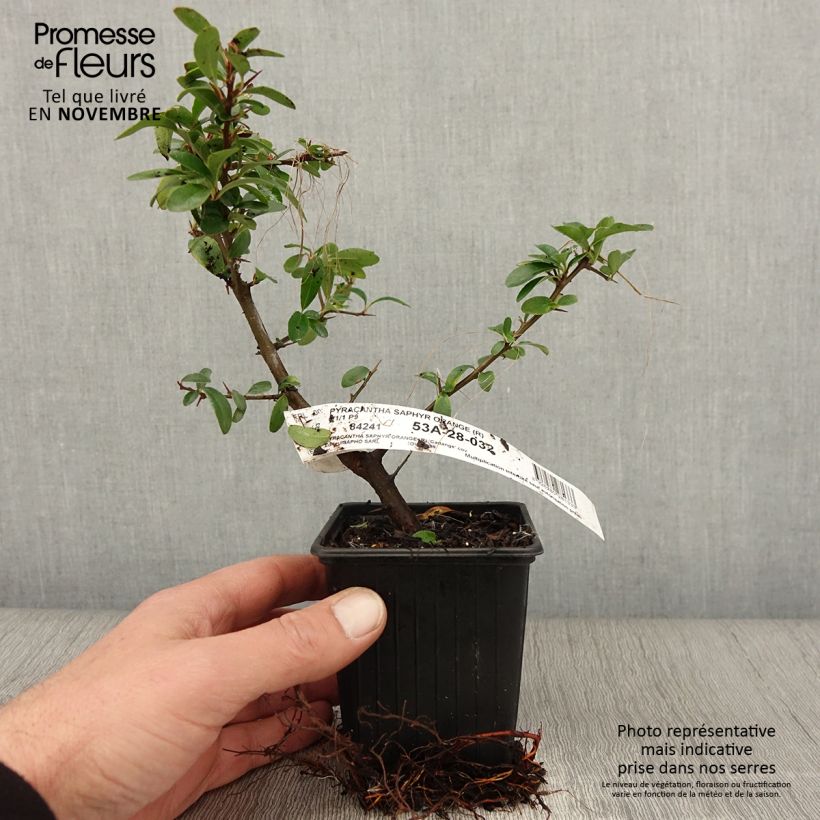 Ejemplar de Piracanta coccinea SAPHYR Orange Maceta de 8/9 cm entregado en otoño