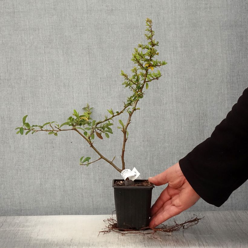 Piracanta coccinea SAPHYR Orange Maceta de 8/9 cm Ejemplar entregado en la primavera