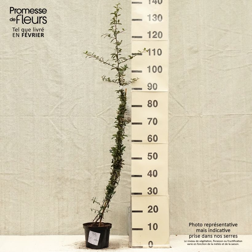 Piracanta Soleil d'or Maceta 2L/3L Ejemplar entregado en invierno