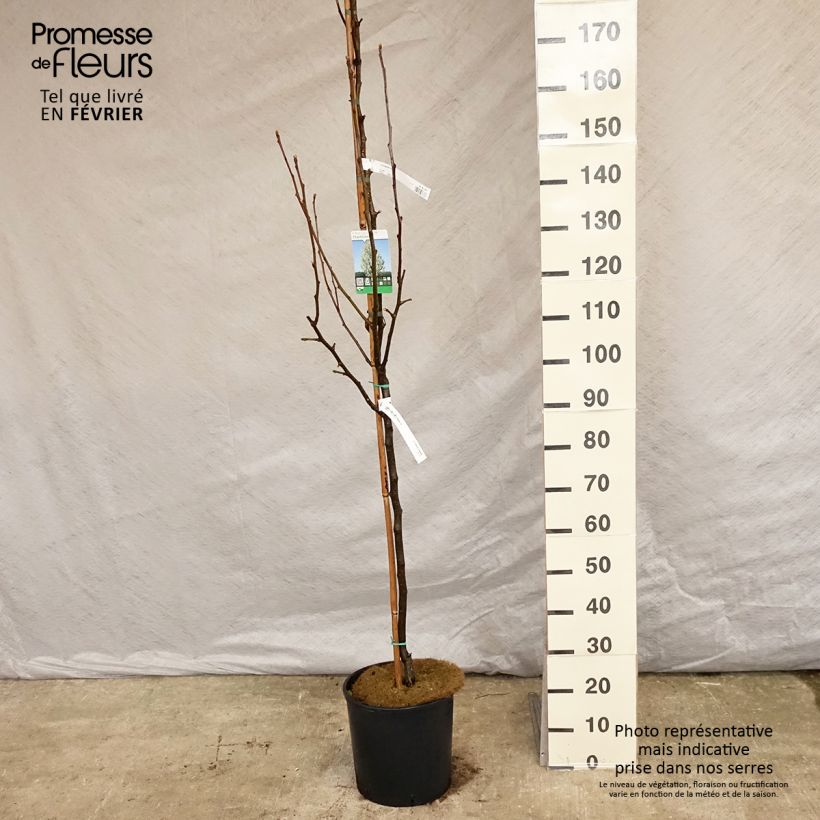Pyrus calleryana Chanticleer   - Peral de flor Maceta 12L/15L Ejemplar entregado en invierno