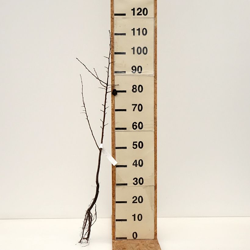 Pyrus pyraster - Peral silvestre Raíces desnudas Ejemplar entregado en invierno