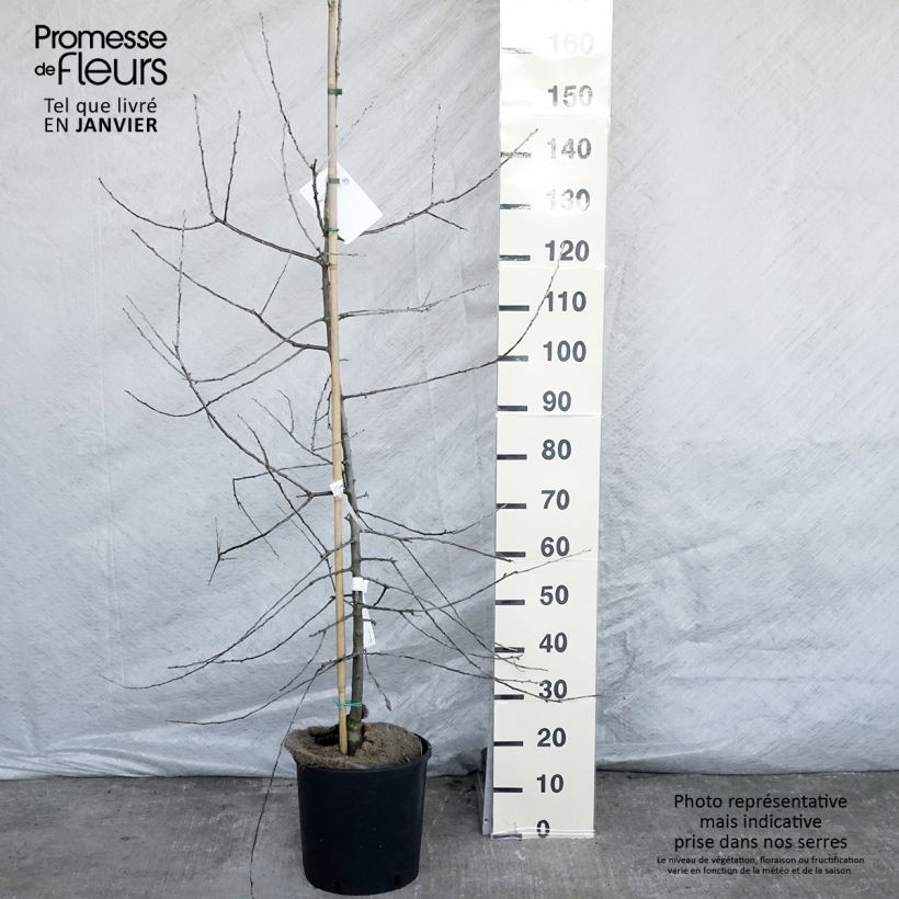 Pyrus salicifolia Pendula - Peral de hoja de sauce Maceta 12L/15L Ejemplar entregado en invierno