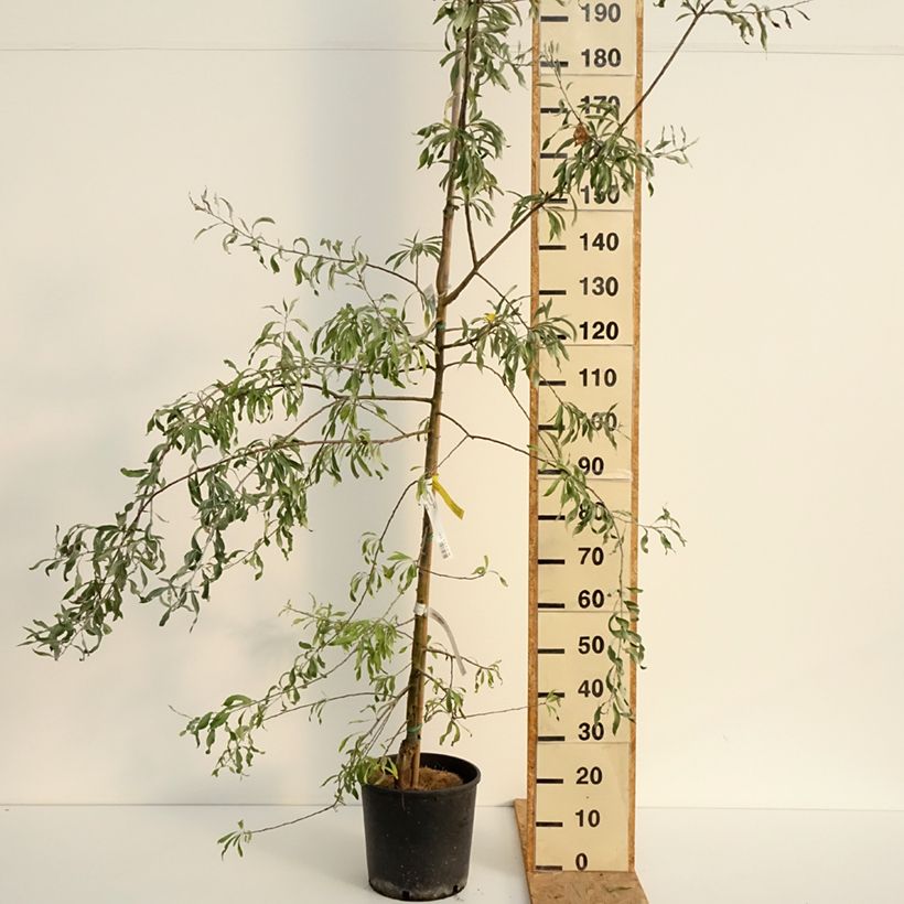 Ejemplar de Pyrus salicifolia Pendula - Peral de hoja de sauce Maceta 12L/15L entregado en verano