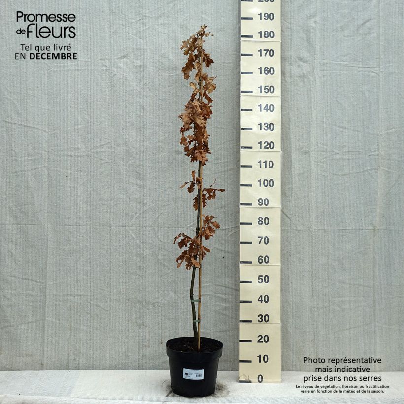 Roble de Turquía - Quercus cerris Maceta 7,5L/10L Ejemplar entregado en invierno