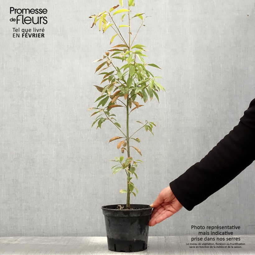 Quercus myrsinifolia - Encina de hoja de Almez Maceta 3L/4L Ejemplar entregado en invierno