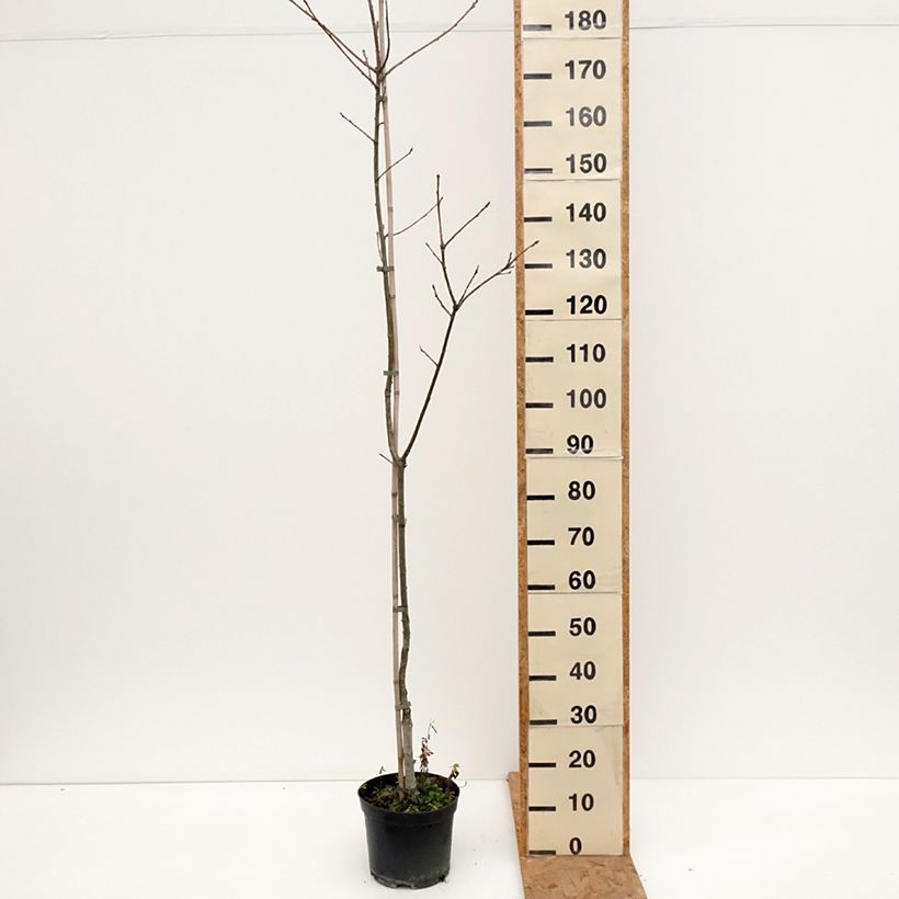 Ejemplar de Quercus petraea Insecata - Roble albar Maceta 4L/5L entregado en otoño