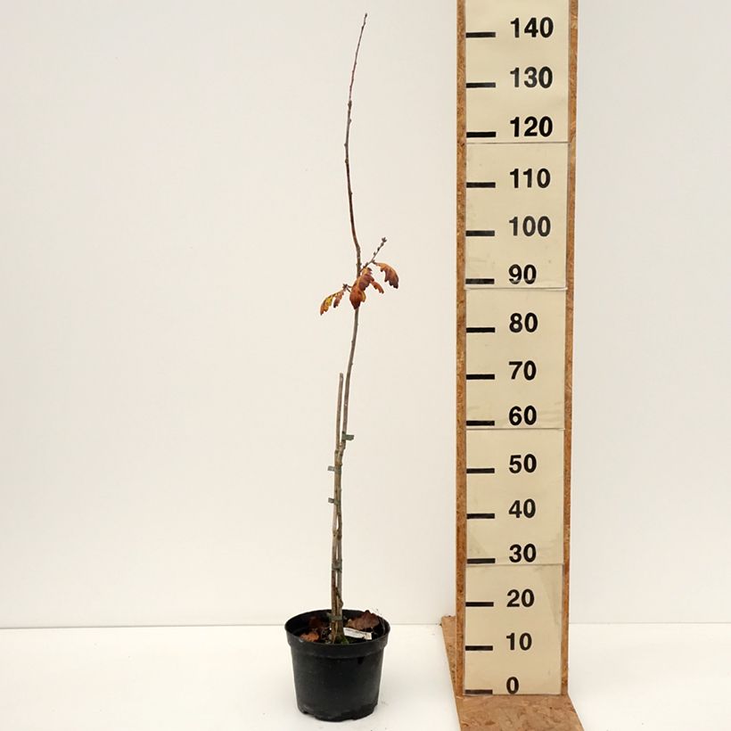 Ejemplar de Quercus robur Cucullata - Roble común Maceta 4L/5L entregado en otoño