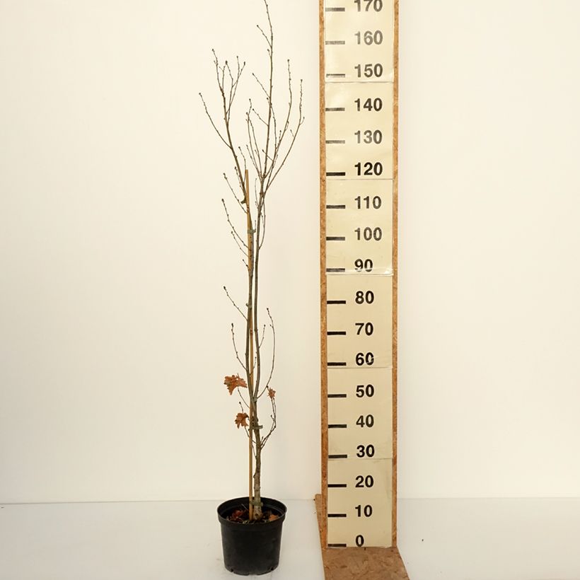 Ejemplar de Quercus robur Facrist - Roble común Maceta 4L/5L entregado en otoño