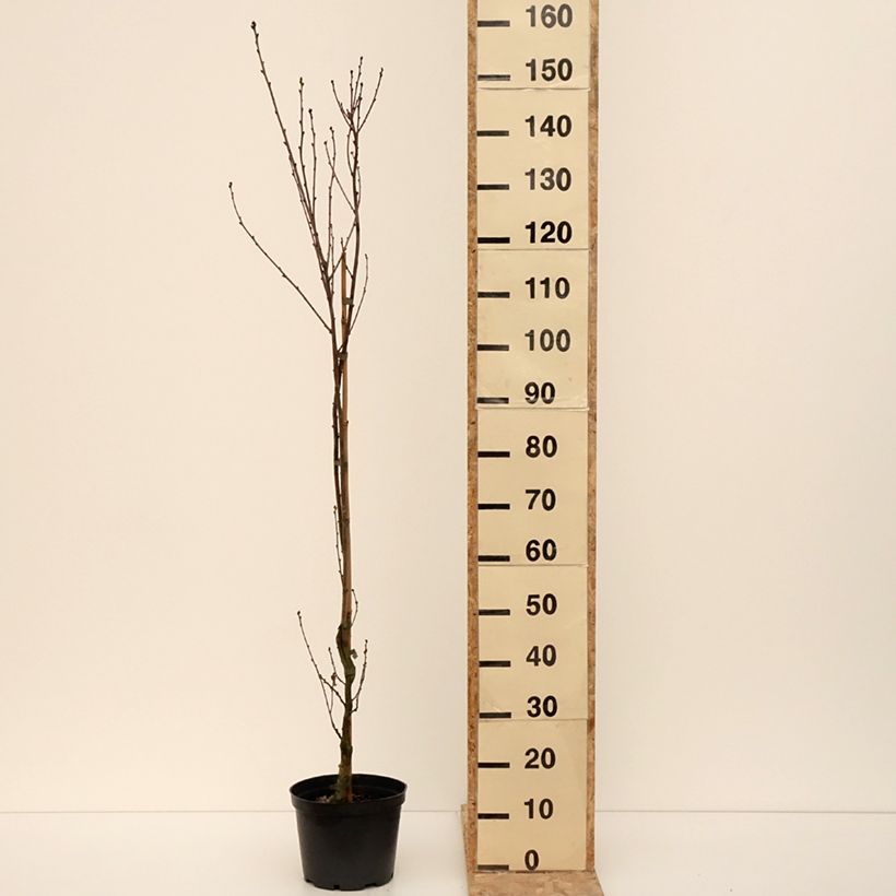 Quercus robur Facrist - Roble común Maceta 4L/5L Ejemplar entregado en invierno