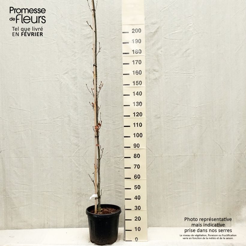 Quercus robur Fastigiata Koster - Roble de porte columnar Maceta 20L/25L Ejemplar entregado en invierno