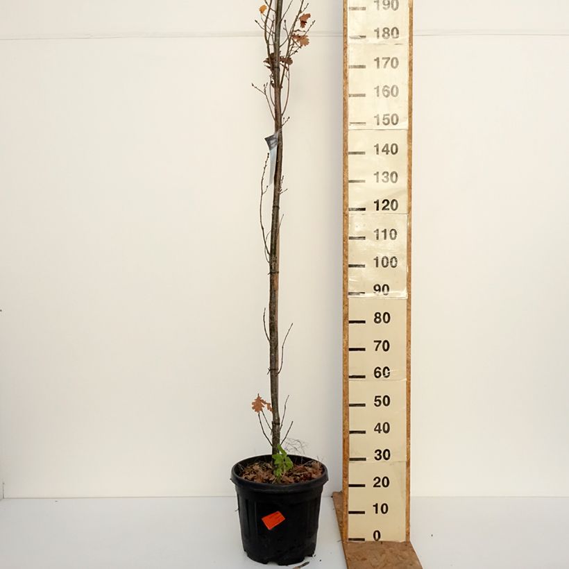 Ejemplar de Quercus robur Fastigiata Koster - Roble de porte columnar Maceta 20L/25L entregado en otoño