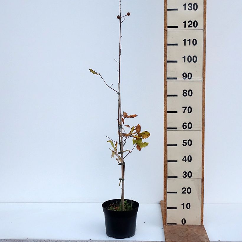 Ejemplar de Quercus robur Rita's Gold - Roble común Maceta 4L/5L entregado en otoño