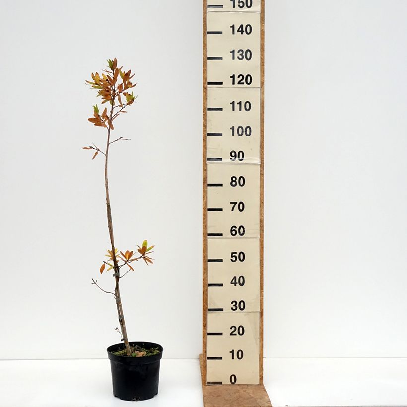 Ejemplar de Quercus robur Salicifolia - Roble común Maceta 4L/5L entregado en otoño