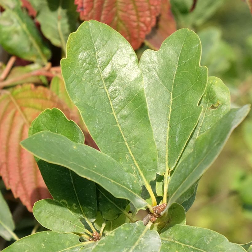 Quercus robur Strypemonde - Roble común (Follaje)