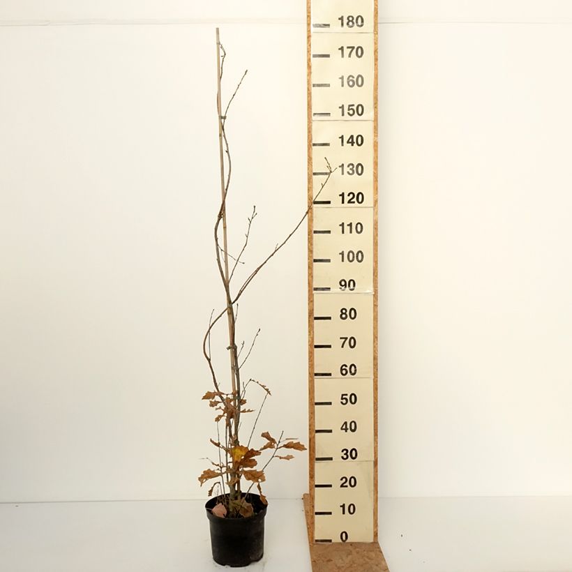Ejemplar de Quercus robur Strypemonde - Roble común Maceta 4L/5L entregado en otoño