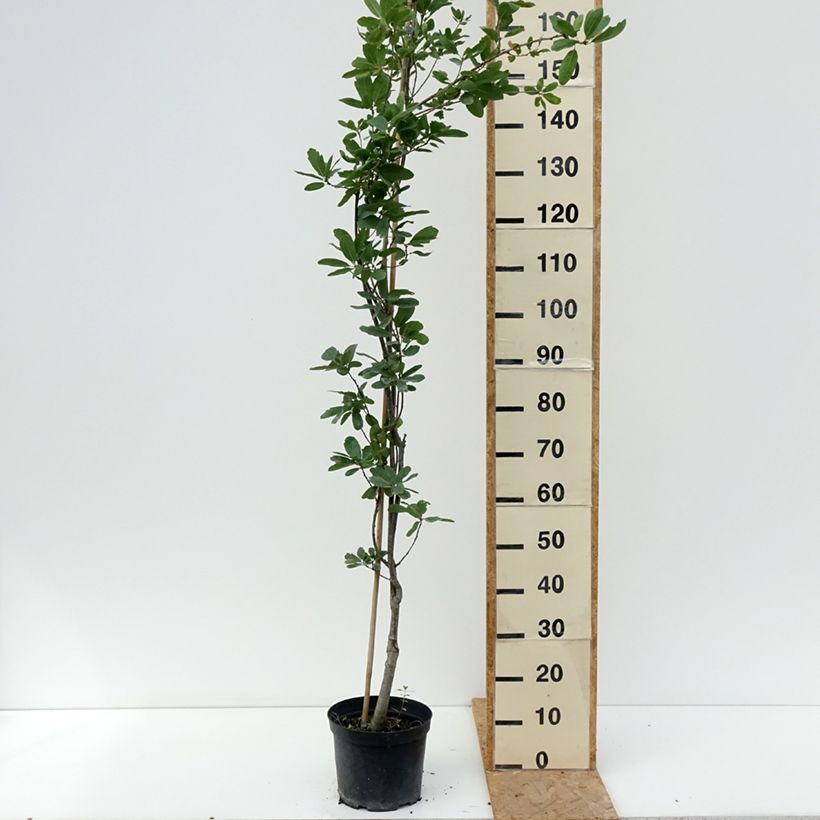 Ejemplar de Quercus robur Strypemonde - Roble común Maceta 4L/5L entregado en verano
