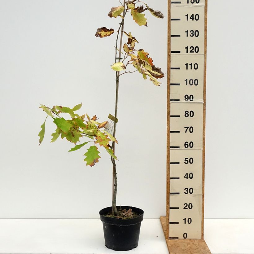Ejemplar de Quercus rubra Aurea - Roble americano Maceta 7,5L/10L entregado en otoño