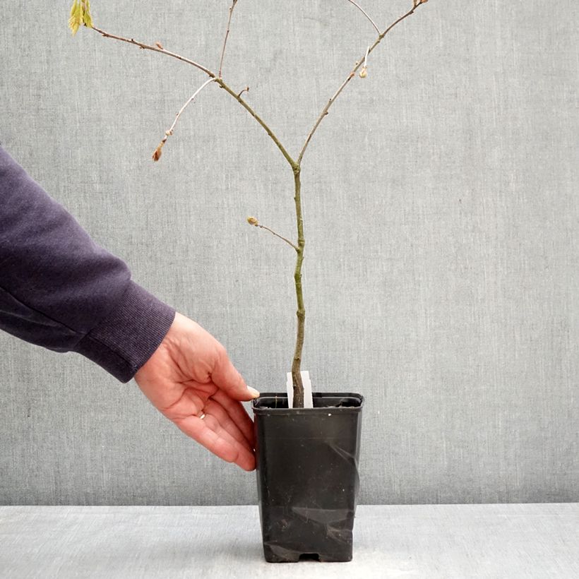 Quercus rubra - Roble americano Maceta de 12 cm / 13 cm, Arból joven Ejemplar entregado en la primavera