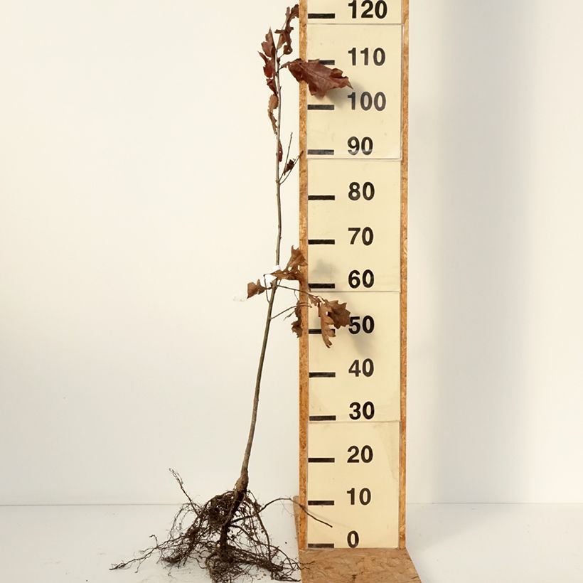 Quercus rubra - Roble americano Raíces desnudas Ejemplar entregado en invierno