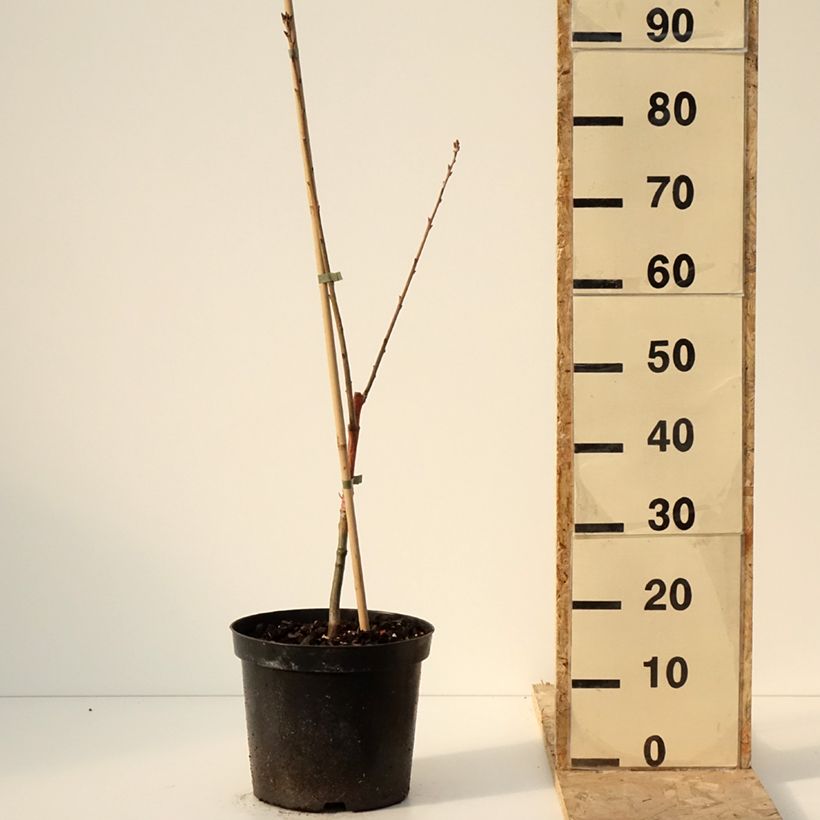 Quercus rubra Wolfsdonk's Pride - Roble americano Maceta 7,5L/10L Ejemplar entregado en invierno