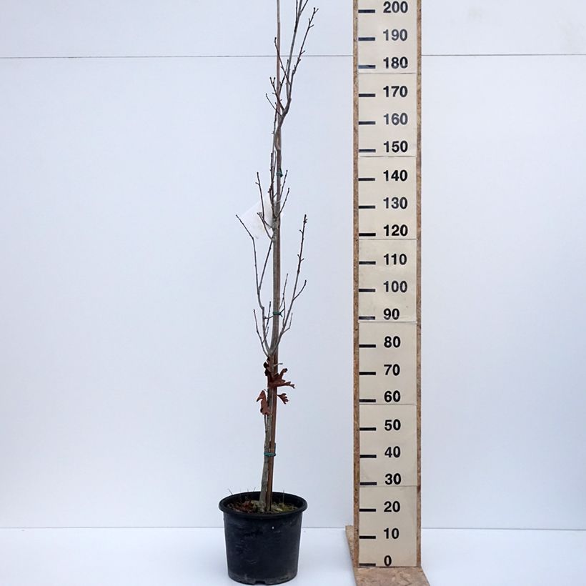 Quercus warei Chimney Fire Maceta 12L/15L Ejemplar entregado en invierno