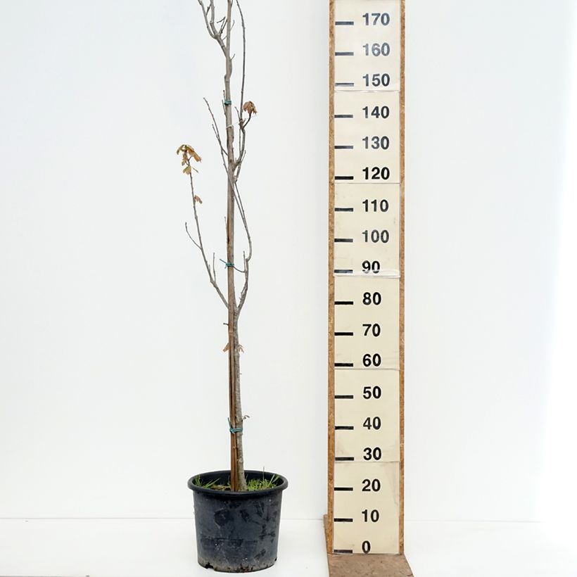 Quercus warei Chimney Fire Maceta 12L/15L Ejemplar entregado en la primavera